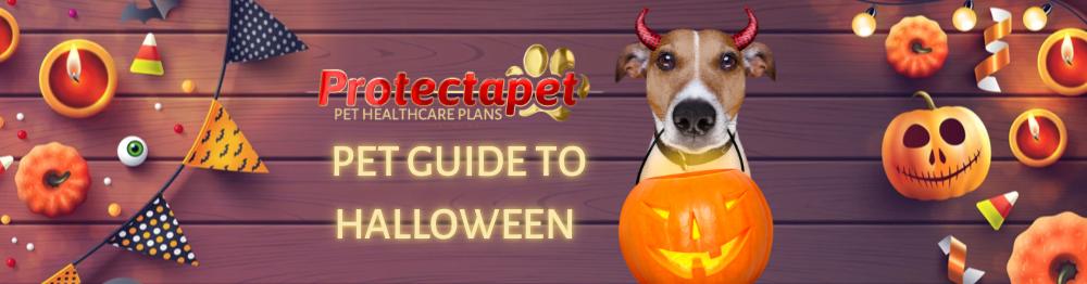 Dog with devil horns and holding a pumpkin representing a Protectapet article on A pet safety guide to Halloween